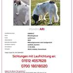 Suchmeldung-Ari-Bild