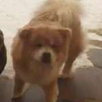 Suchmeldung-Bali-Bild