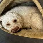 Suchmeldung-Benny-Bild