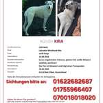 Suchmeldung-Kira-Bild