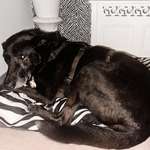 Suchmeldung-Max-Bild