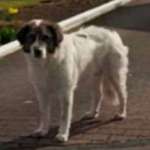 Suchmeldung-Ari-Bild