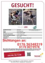 Suchmeldung-Lou-Bild