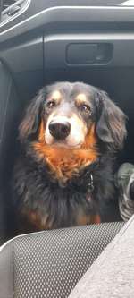 Suchmeldung-Foxi-Bild