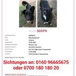 Suchmeldung-Scotty-Bild