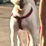 Suchmeldung-Felix-Bild