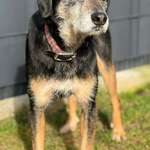 Suchmeldung-Pedro-Bild