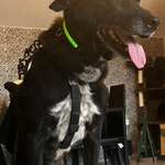 Suchmeldung-Max-Bild