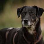 Suchmeldung-Chutchi-Bild