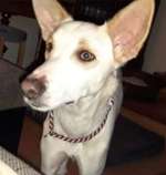 Suchmeldung-Flocke-Bild