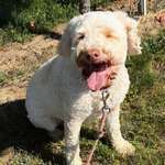 Suchmeldung-Benny-Bild