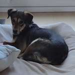 Suchmeldung-Sammy-Bild