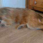 Suchmeldung-Hanuta-Bild