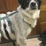 Suchmeldung-Emma-Bild