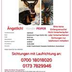 Suchmeldung-Peiper-Bild
