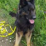 Suchmeldung-Benny-Bild