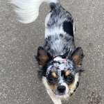 Suchmeldung-Bella-Bild