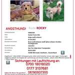Suchmeldung-Rocky-Bild