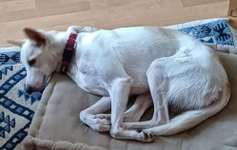 Suchmeldung-Flocke-Bild