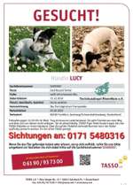 Suchmeldung-Lucy-Bild
