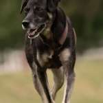 Suchmeldung-Chutchi-Bild