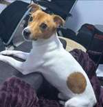 Suchmeldung-Pablo-Bild