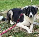 Suchmeldung-Mirabela-Bild