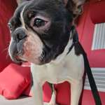 Suchmeldung-Leo-Bild