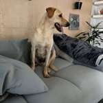 Suchmeldung-Buddy-Bild