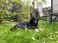 Suchmeldung-Hailey-Bild