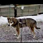 Suchmeldung-Banjo-Bild