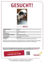 Suchmeldung-Nelli-Bild