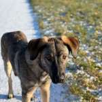 Suchmeldung-Eddy-Bild