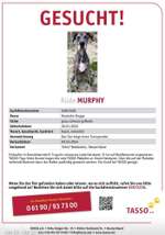 Suchmeldung-Murphy-Bild