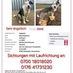 Suchmeldung-Odie-Bild