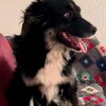 Suchmeldung-Brenda-Bild