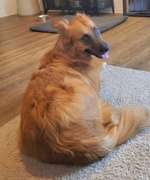 Suchmeldung-Tika-Bild