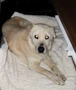 Suchmeldung-Kira-Bild