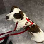 Suchmeldung-Tanu-Bild