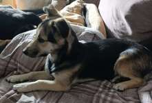 Suchmeldung-Debbie-Bild