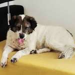 Suchmeldung-Ari-Bild