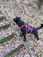 Suchmeldung-Lessa-Bild