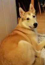 Suchmeldung-Bonny-Bild