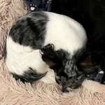 Suchmeldung-Bella-Bild