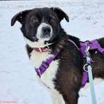 Suchmeldung-Churchill-Bild