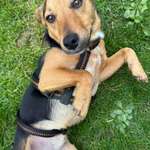 Suchmeldung-Chino-Bild