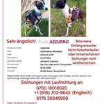 Suchmeldung-Azzurro-Bild
