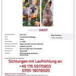 Suchmeldung-Daisy-Bild