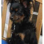 Suchmeldung-Oscar-Bild