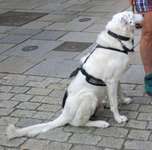 Suchmeldung-Oskar-Bild